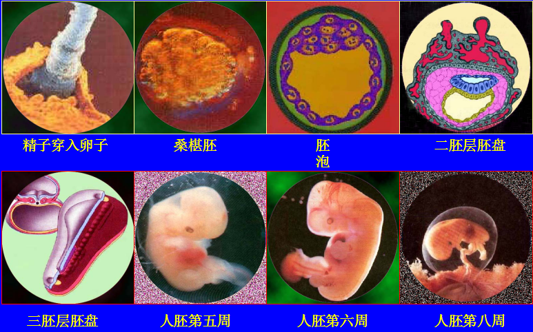 人体胚胎早期发育