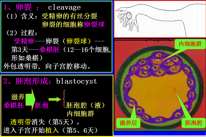 卵裂和胚泡形成